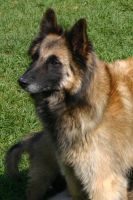 Malaga de la Cabanne du Berger " Molly "