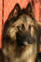 Brenmar‘s Delta Dawn "Delta"