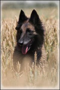 Akash of Brenmar‘s Vision