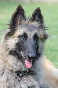 Kiowa du Loup des Alpes