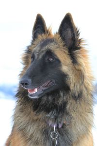 Ksar du Loup des Alpes