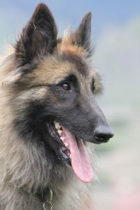 Kyphx du Loup des Alpes