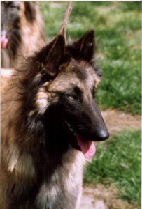 Pakhet Kenen Nisouty