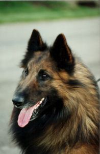 Qwinten Van‘t Sparrebos