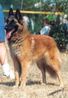 Tee Van de Hoge Laer