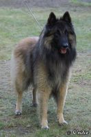 Van de Pillendyk Darco