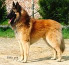 Xeros van de Hoge Laer