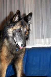 Tikal, très intéressée, regarde du canapé !!!