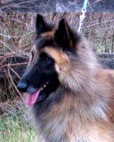 Avenger du Puy d‘Aura