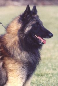 High Clearings Ceasar "Connor"