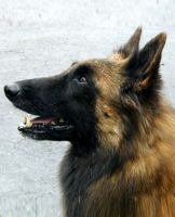 Corsini Marie France