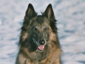 Tiyi Kenen Nisouty "Waukee"