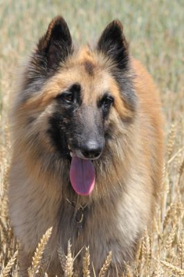 Ironclad de Loup Noir "Stryker"