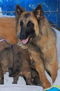 Merry-Go-Round D‘Shea Belle